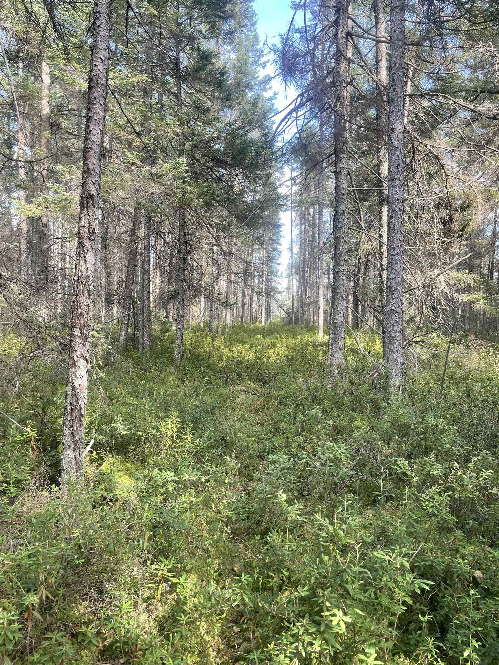 Swamp Road Property Photo 6