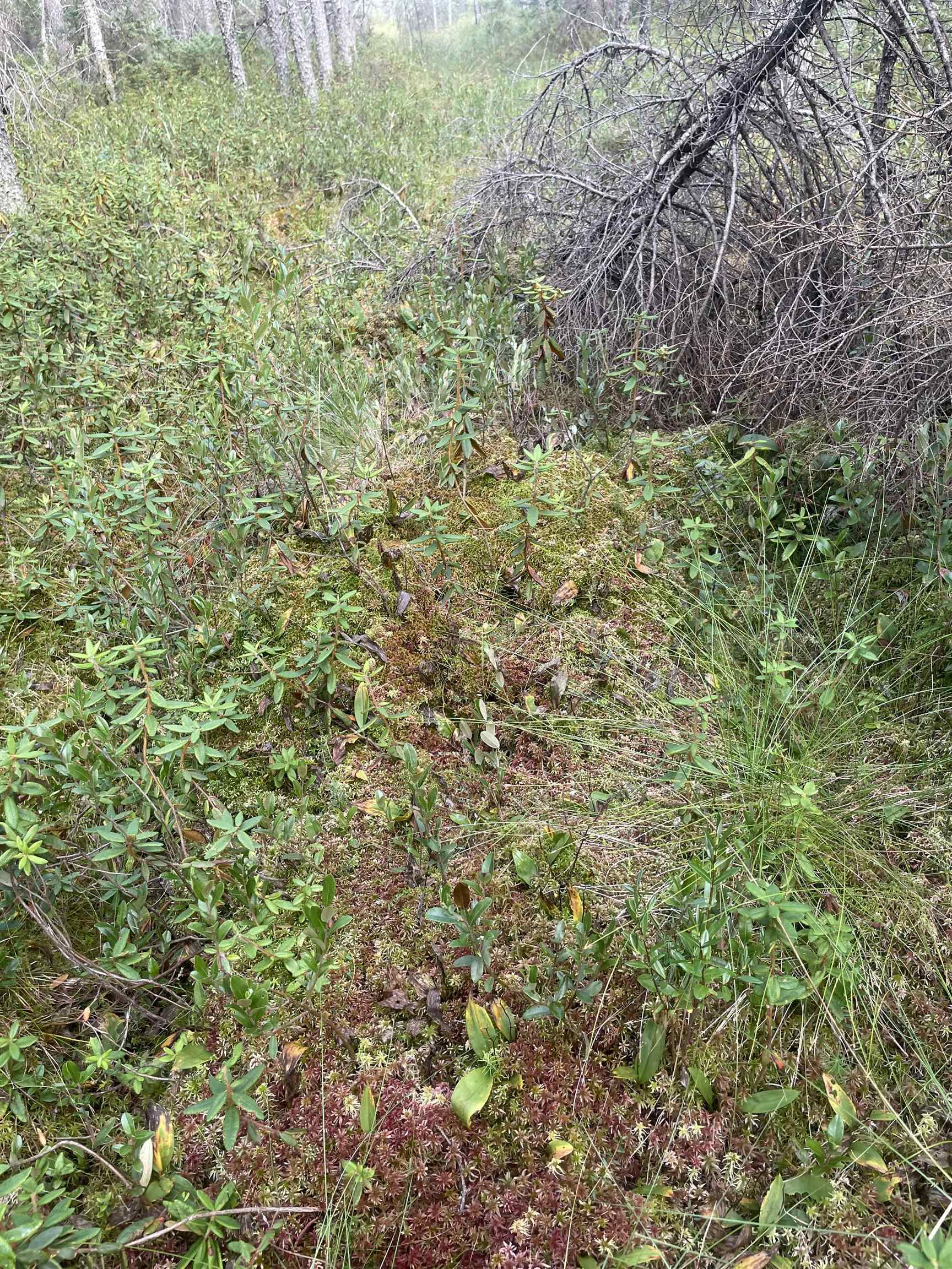 Swamp Road Property Photo 8