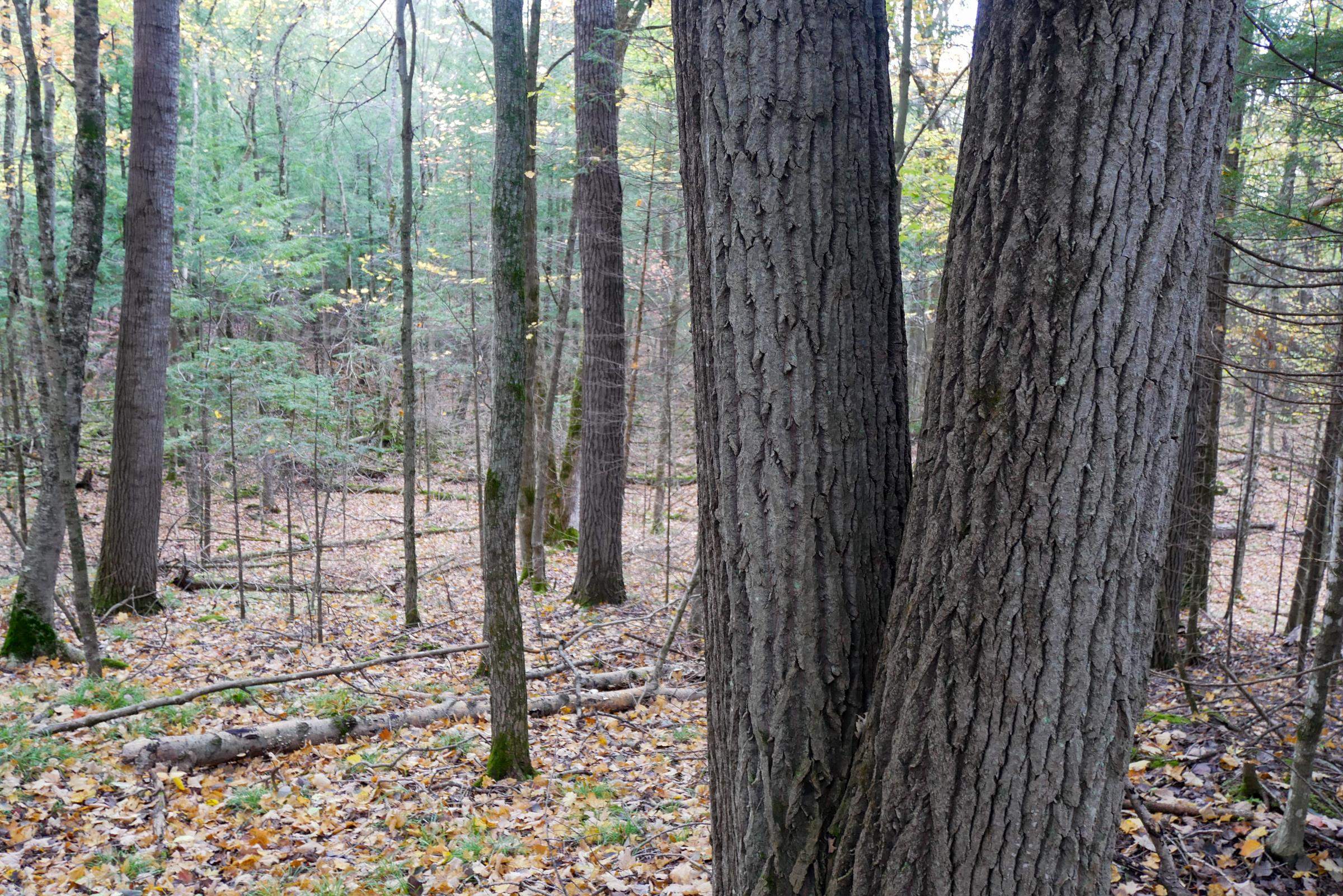 +/-5 Acres Salem Lake Road Property Photo 4