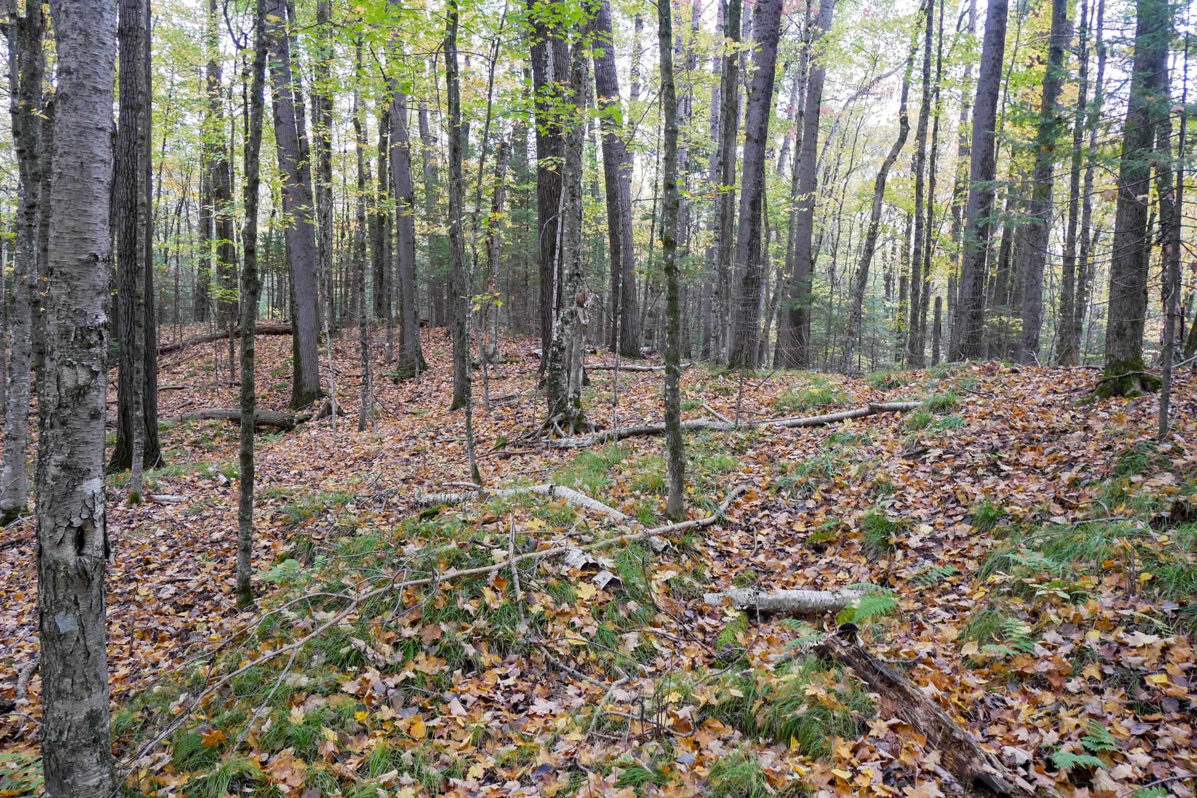 +/-5 Acres Salem Lake Road Property Photo 5