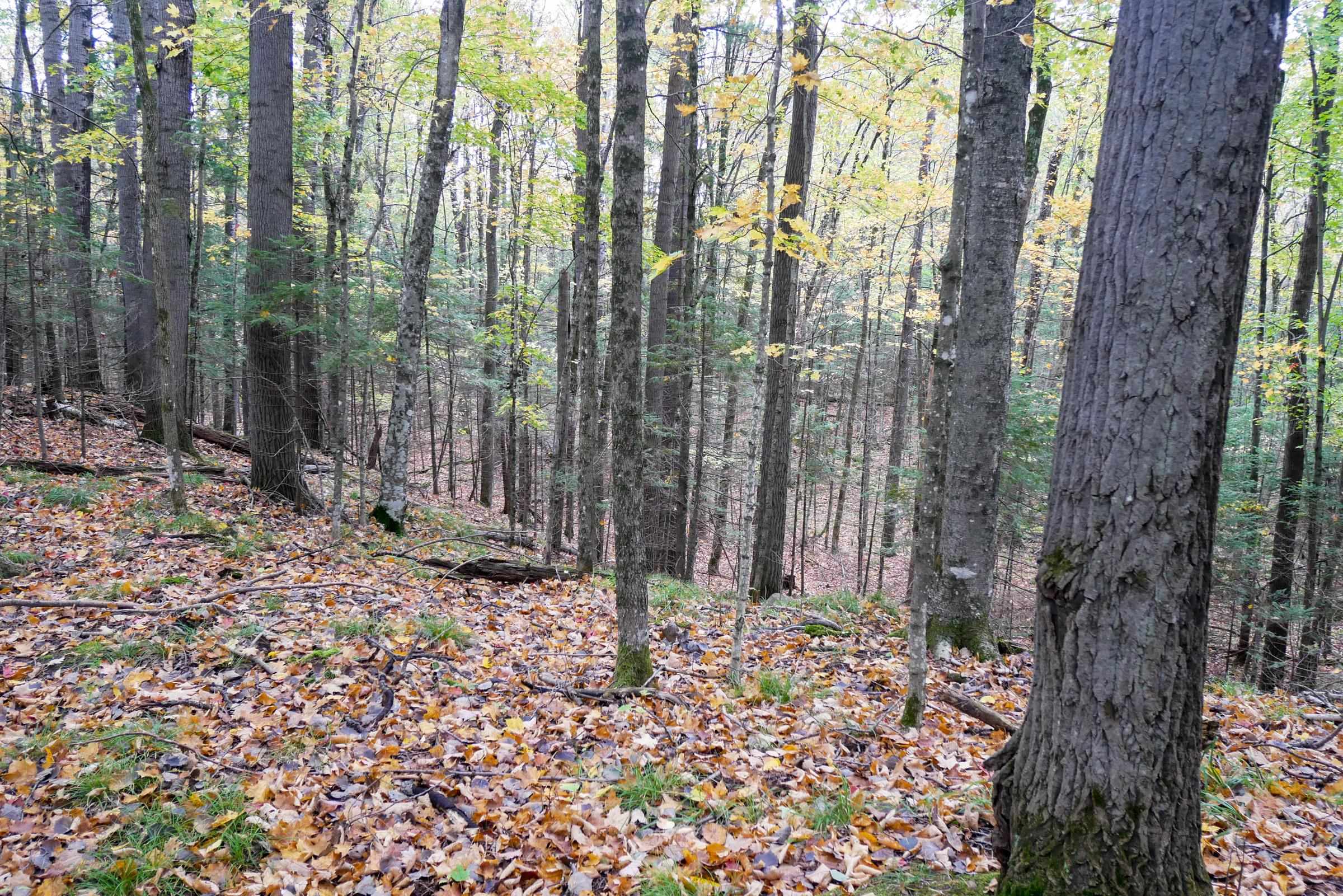 +/-5 Acres Salem Lake Road Property Photo 6