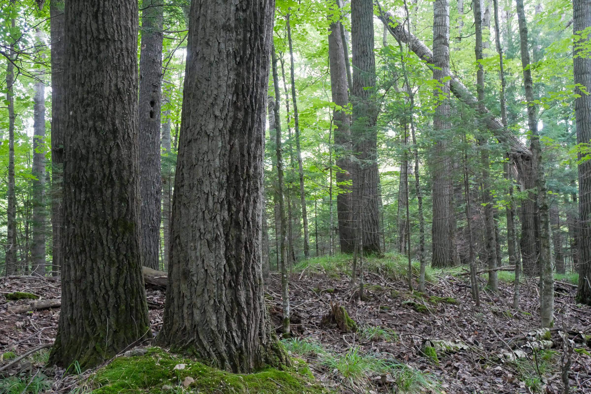 +/-5 Acres Salem Lake Road Property Photo 7