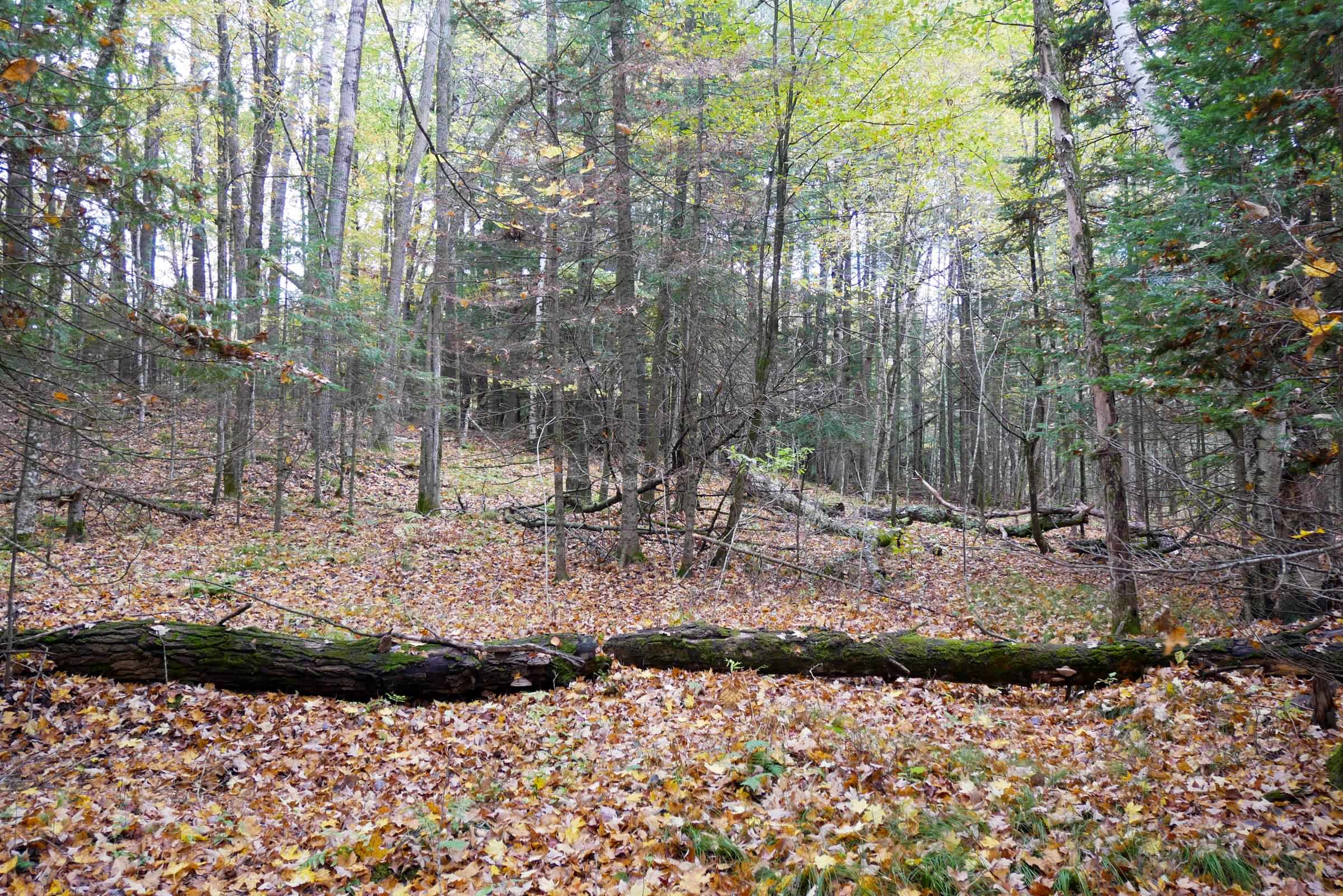 +/-5 Acres Salem Lake Road Property Photo 10