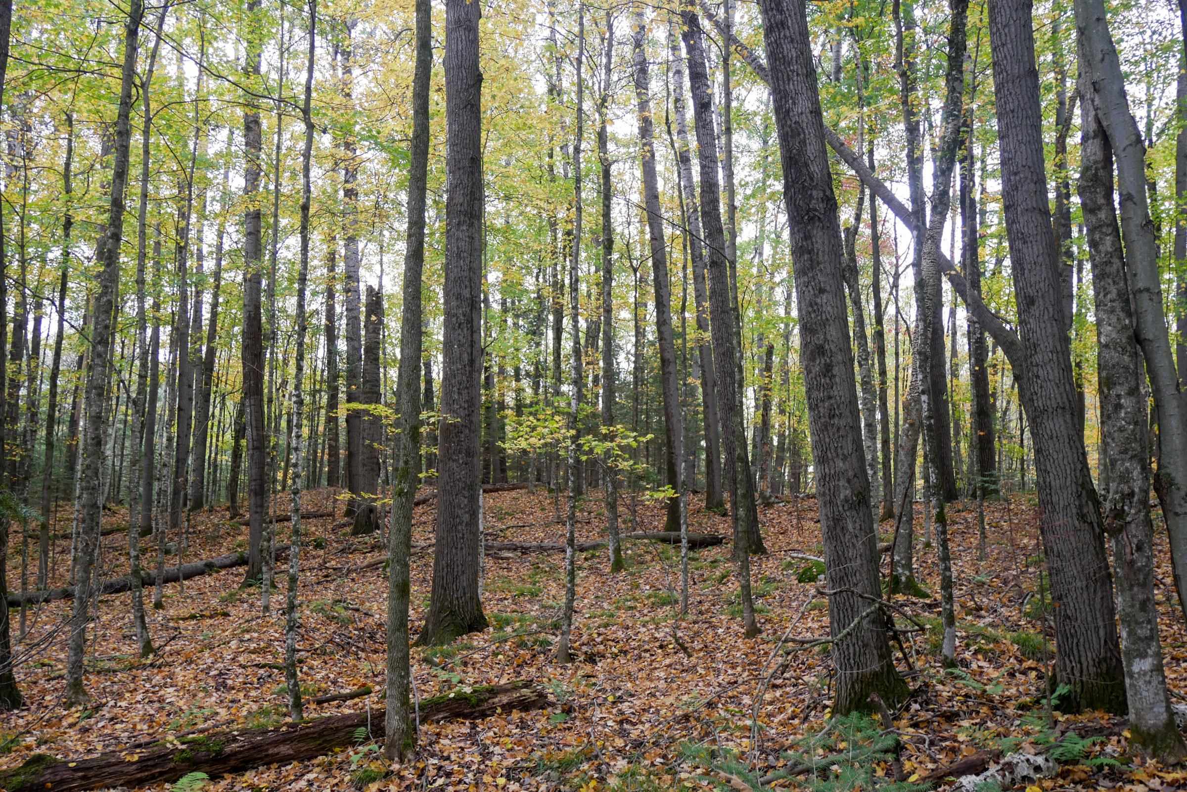+/-5 Acres Salem Lake Road Property Photo 11