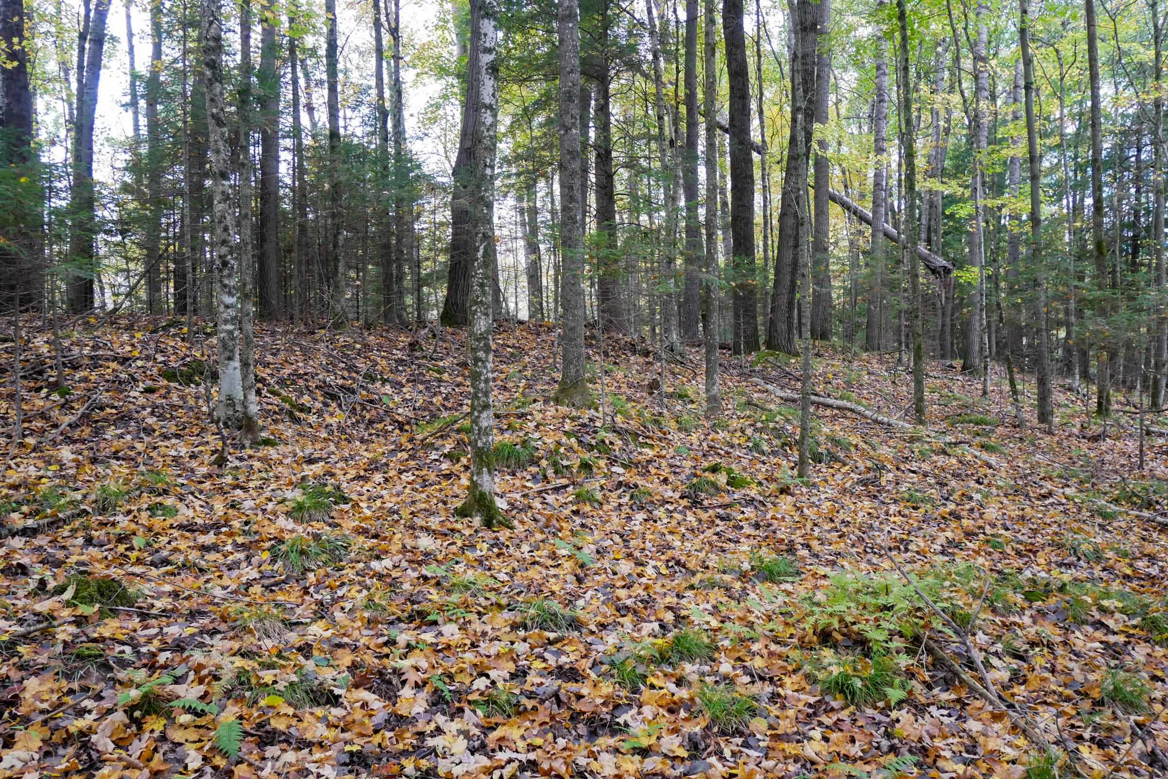 +/-5 Acres Salem Lake Road Property Photo 12