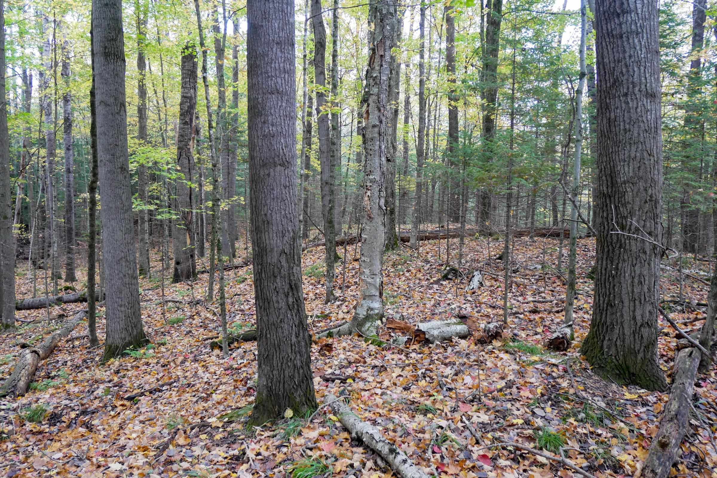 +/-5 Acres Salem Lake Road Property Photo 13