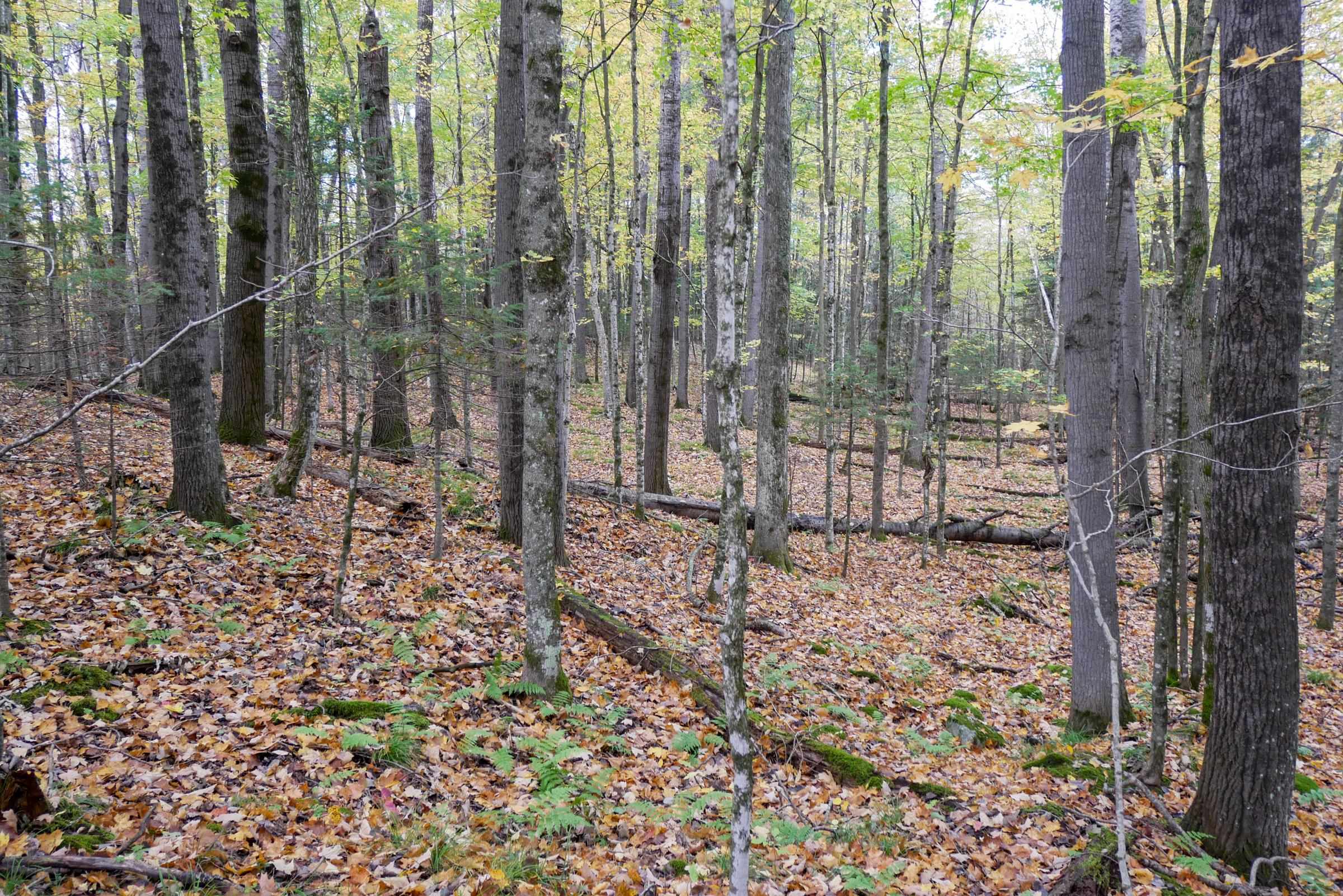 +/-5 Acres Salem Lake Road Property Photo 14