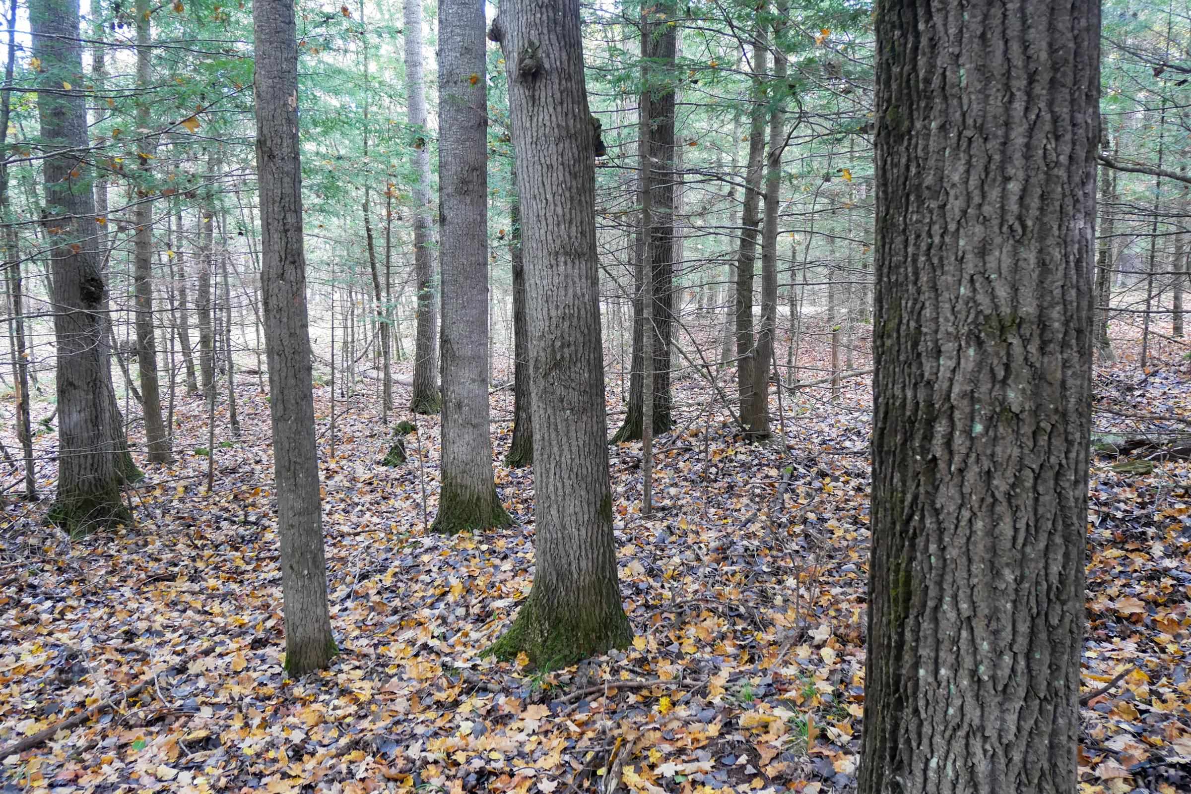 +/-5 Acres Salem Lake Road Property Photo 15