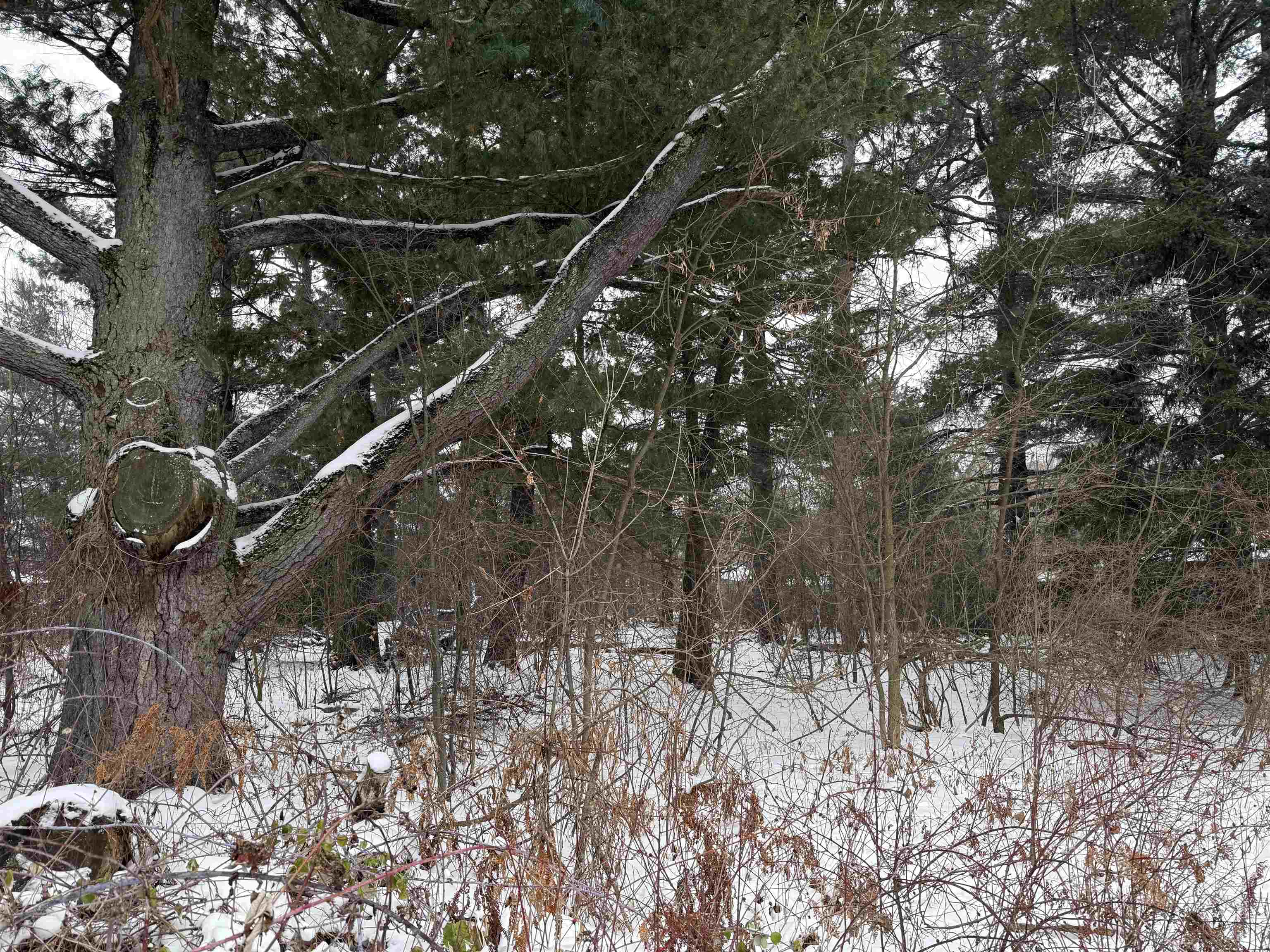 2007 Bloedel Avenue Property Photo 3