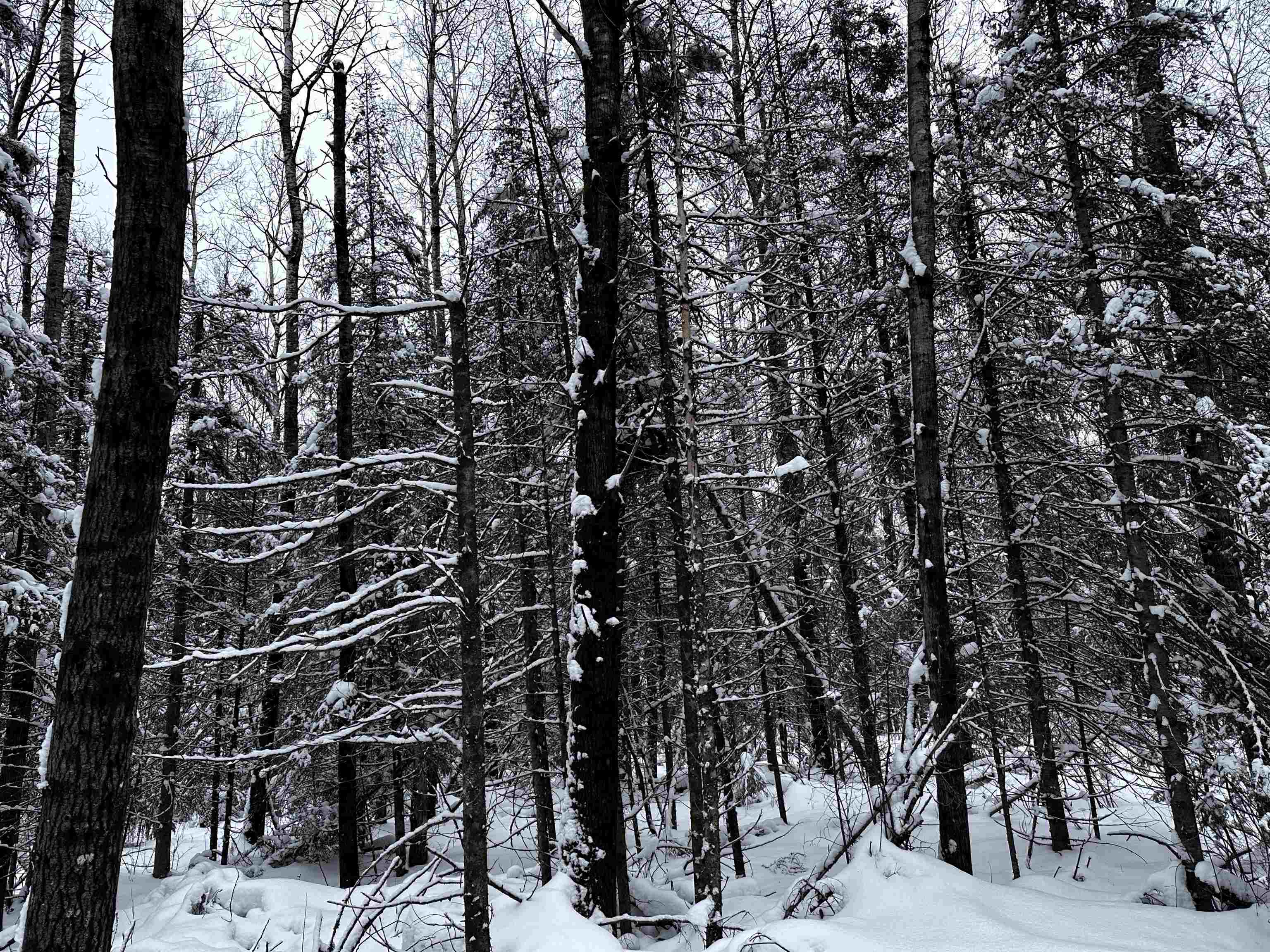 15685 Thrasher Road Property Photo 31