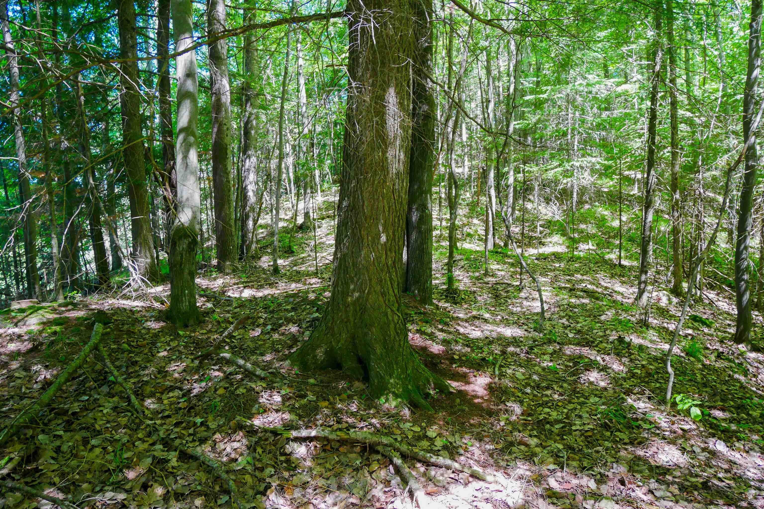 +/-.544 Acre Salem Lake Road Property Photo 6