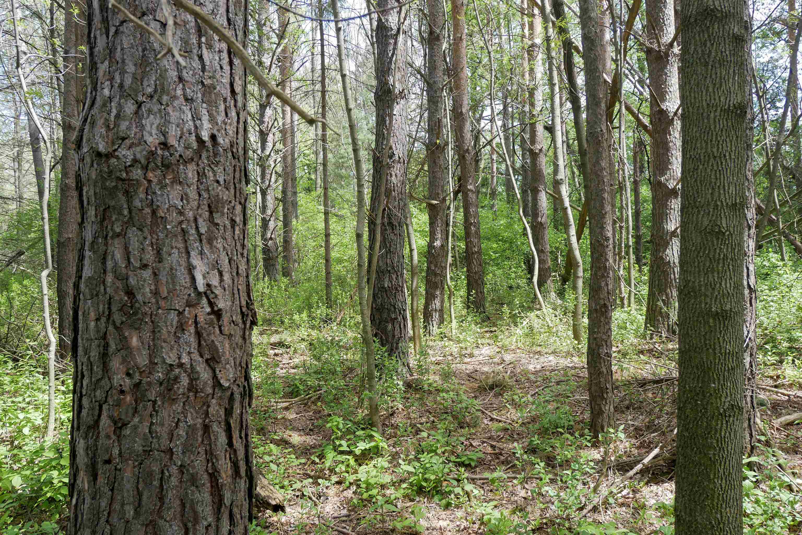 +/-3 Acres Cedar Street Property Photo 5
