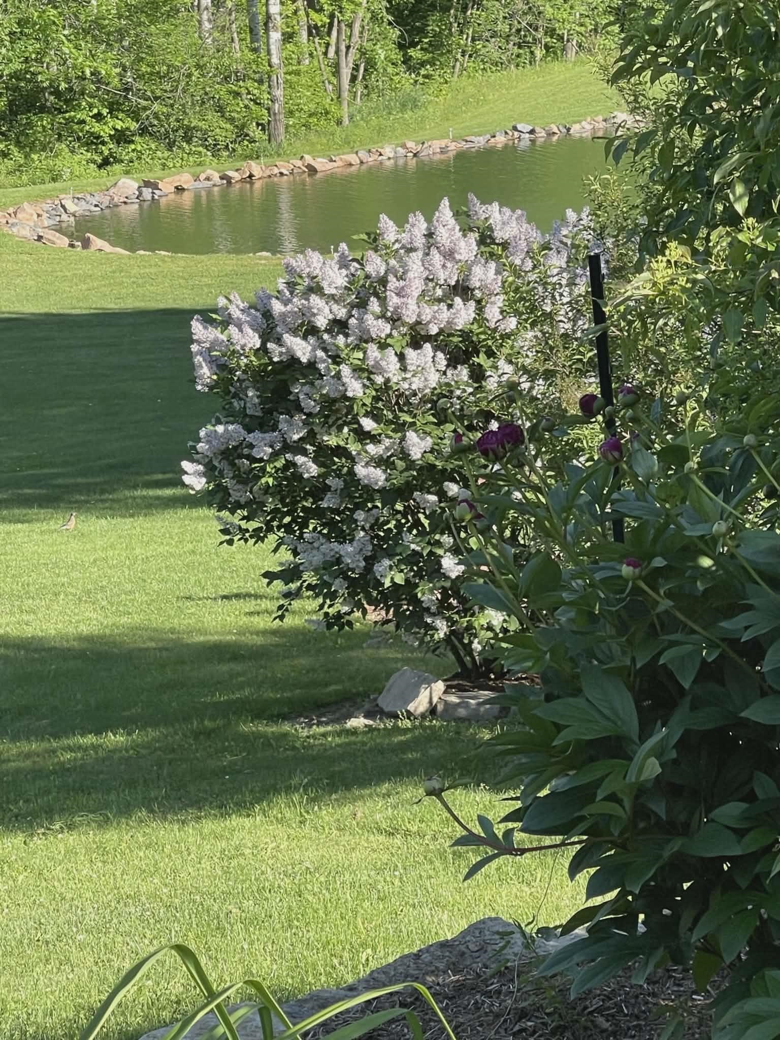 9893 Bluff Drive Property Photo 37