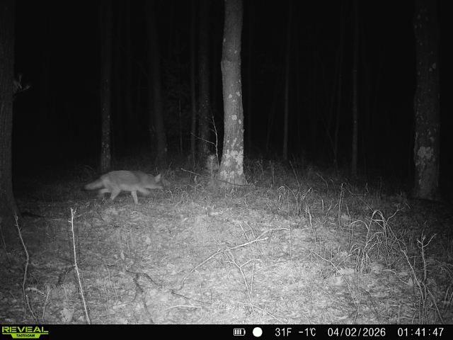 21 Acres Property Photo 4