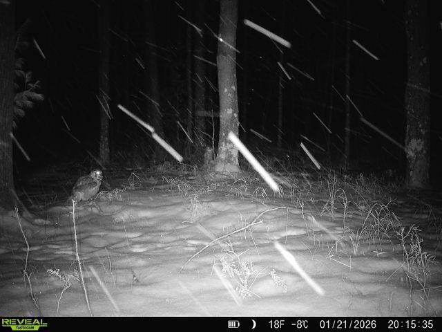 21 Acres Property Photo 5