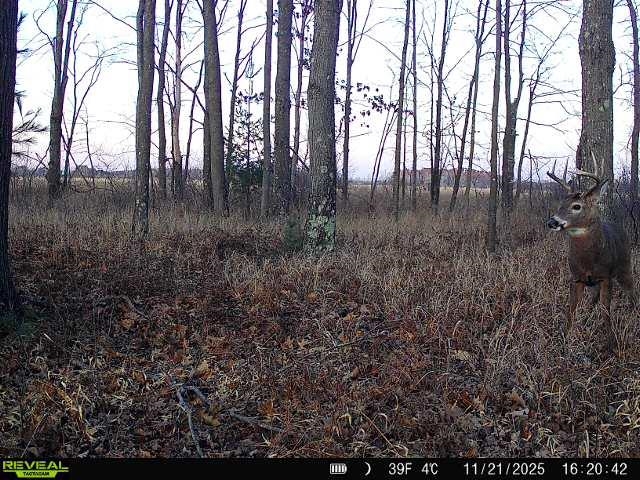 21 Acres Property Photo 8