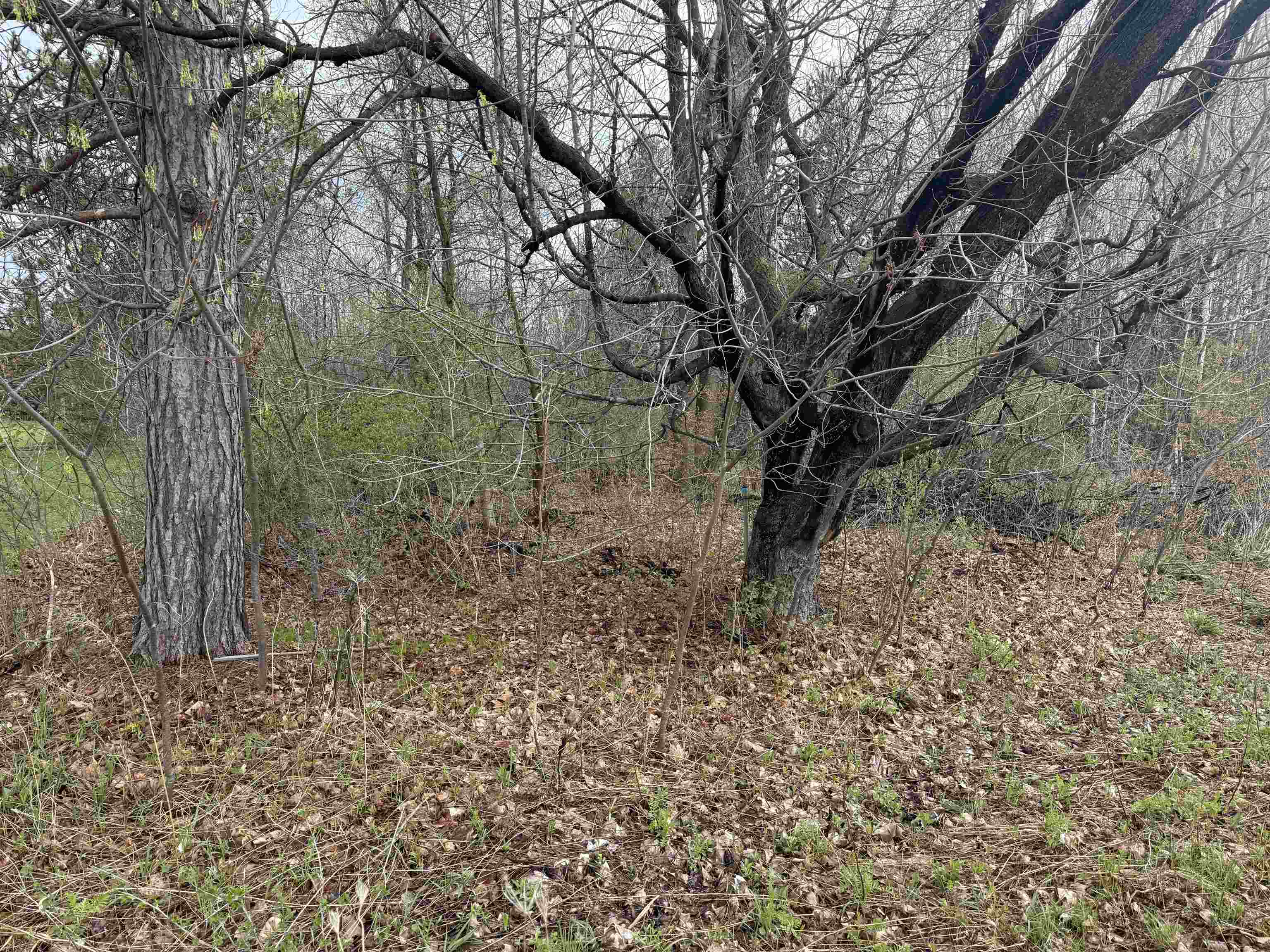 1 Acre Mol Merrill Avenue Property Photo 1