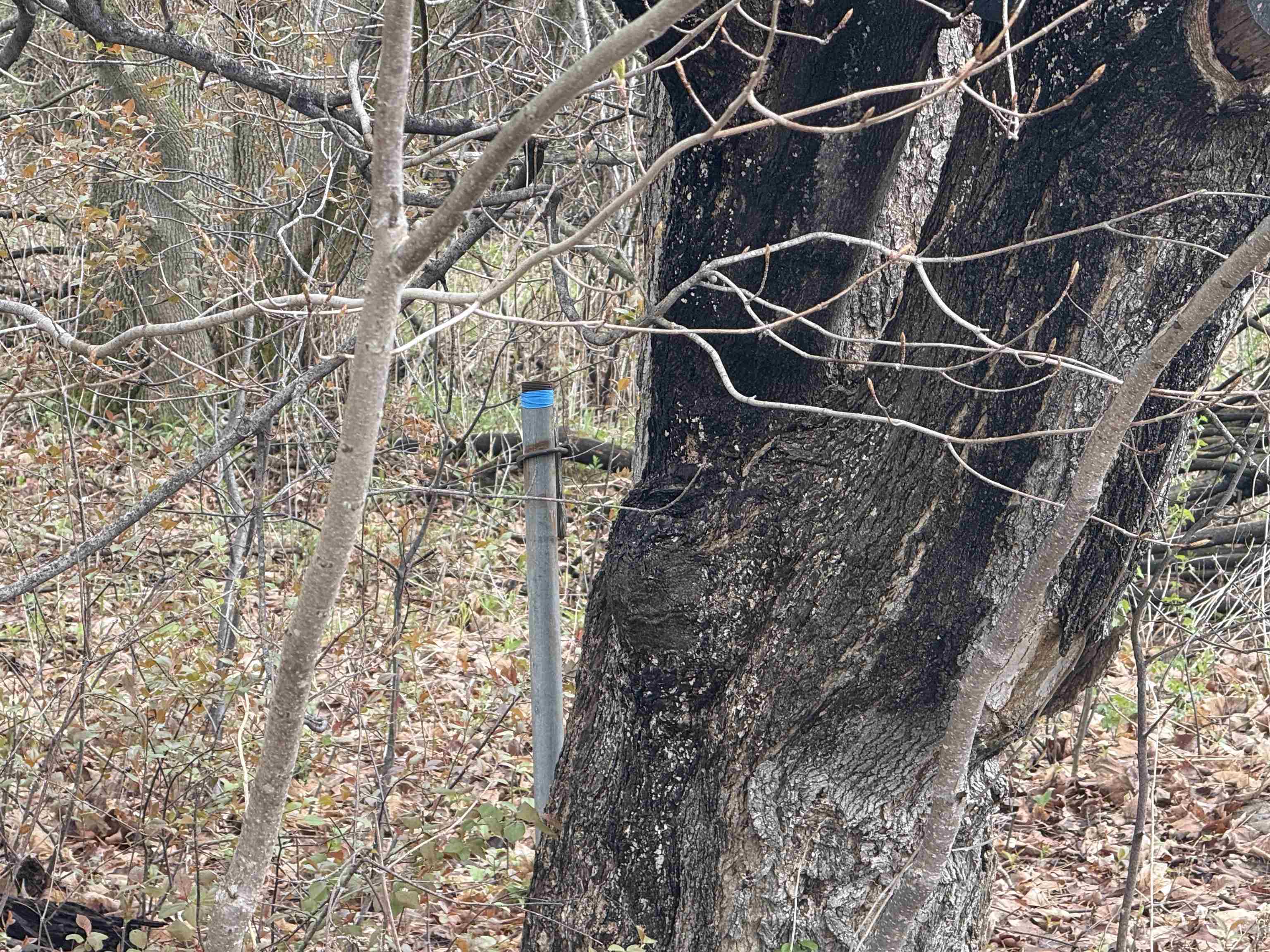 1 Acre Mol Merrill Avenue Property Photo 2