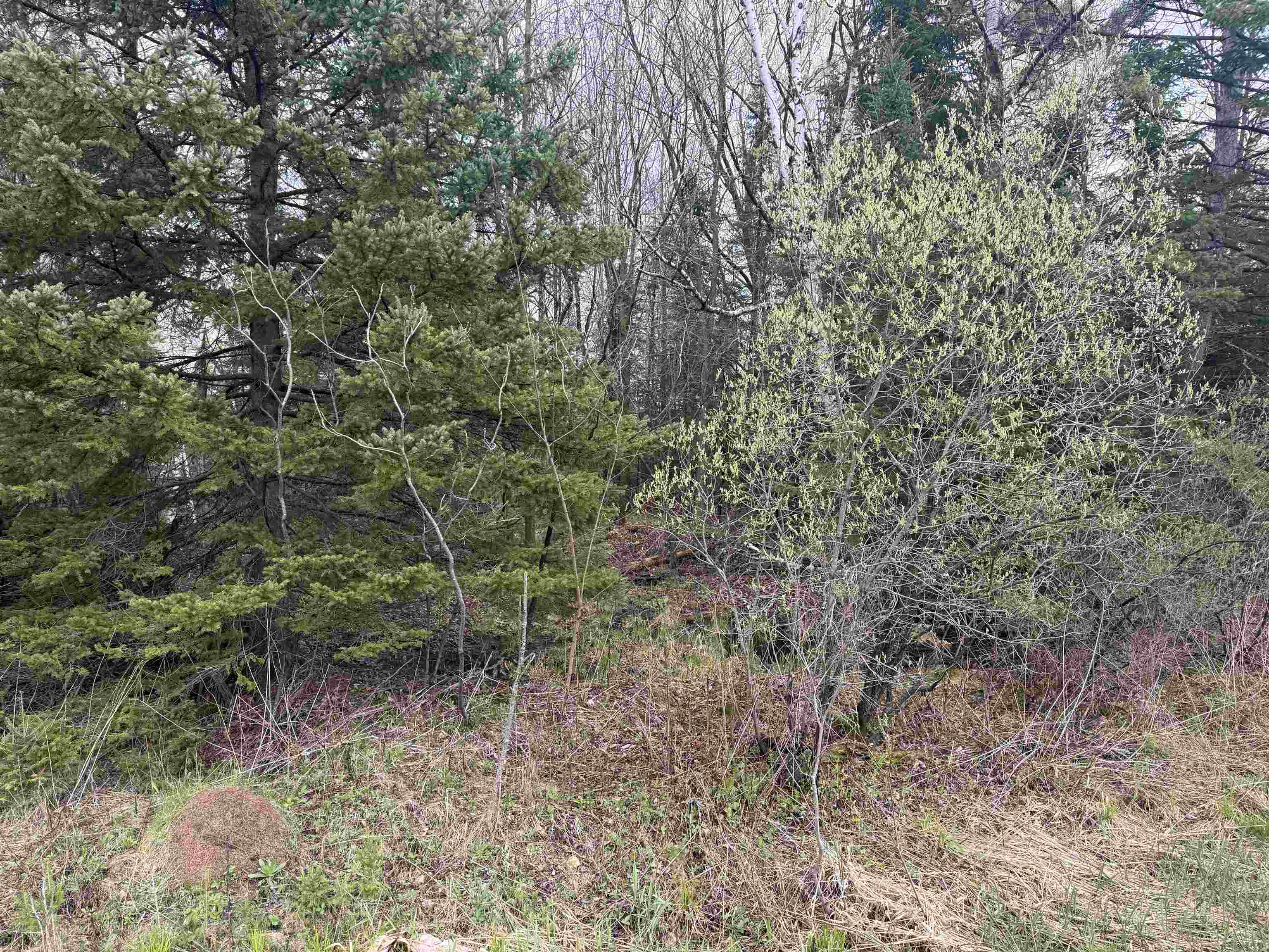 1 Acre Mol Merrill Avenue Property Photo 8