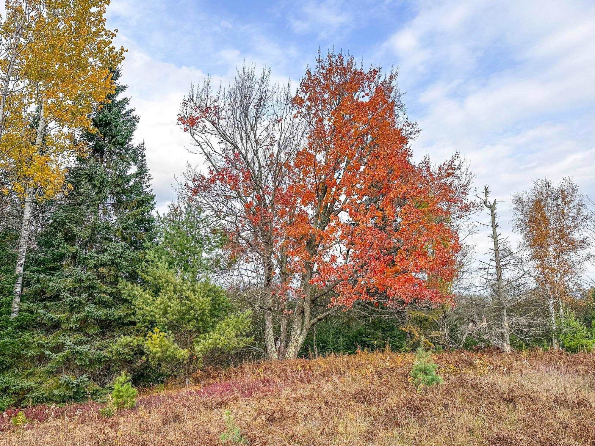 3 Acres On Darlaks Bay Road Property Photo 5