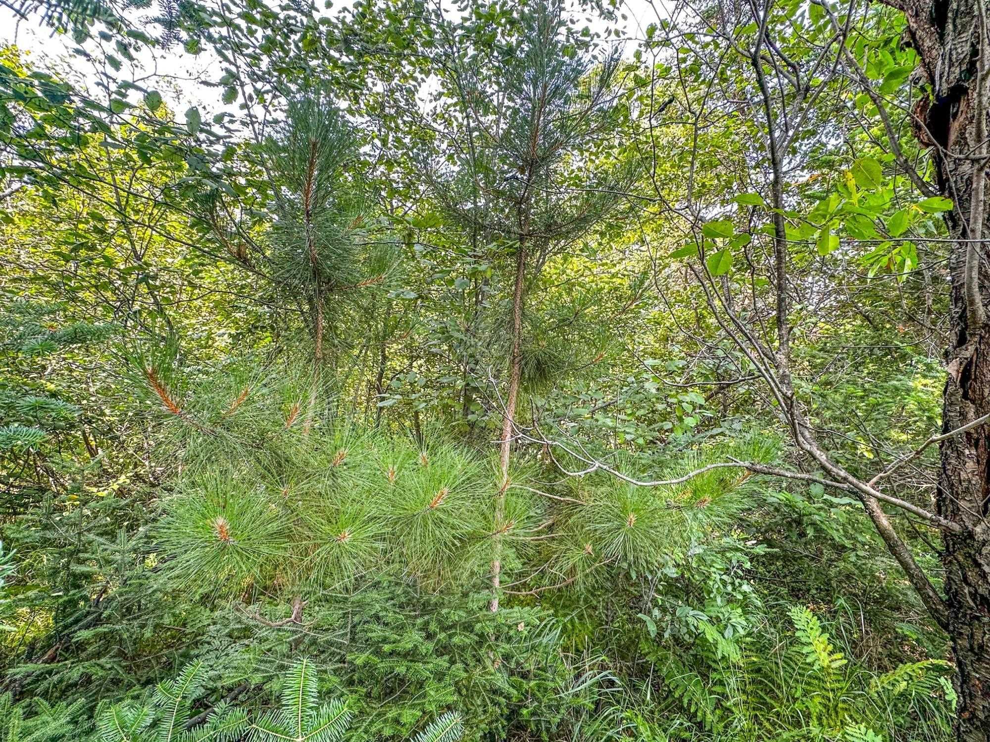 3 Acres On Darlaks Bay Road Property Photo 10