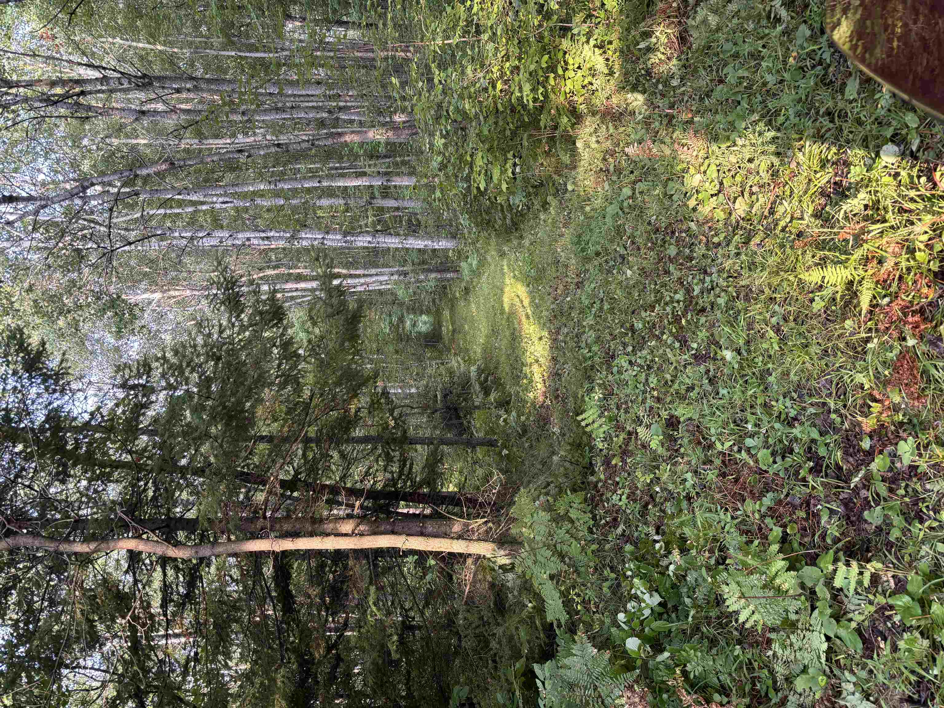 80 Acres Clausen Road Property Photo 13