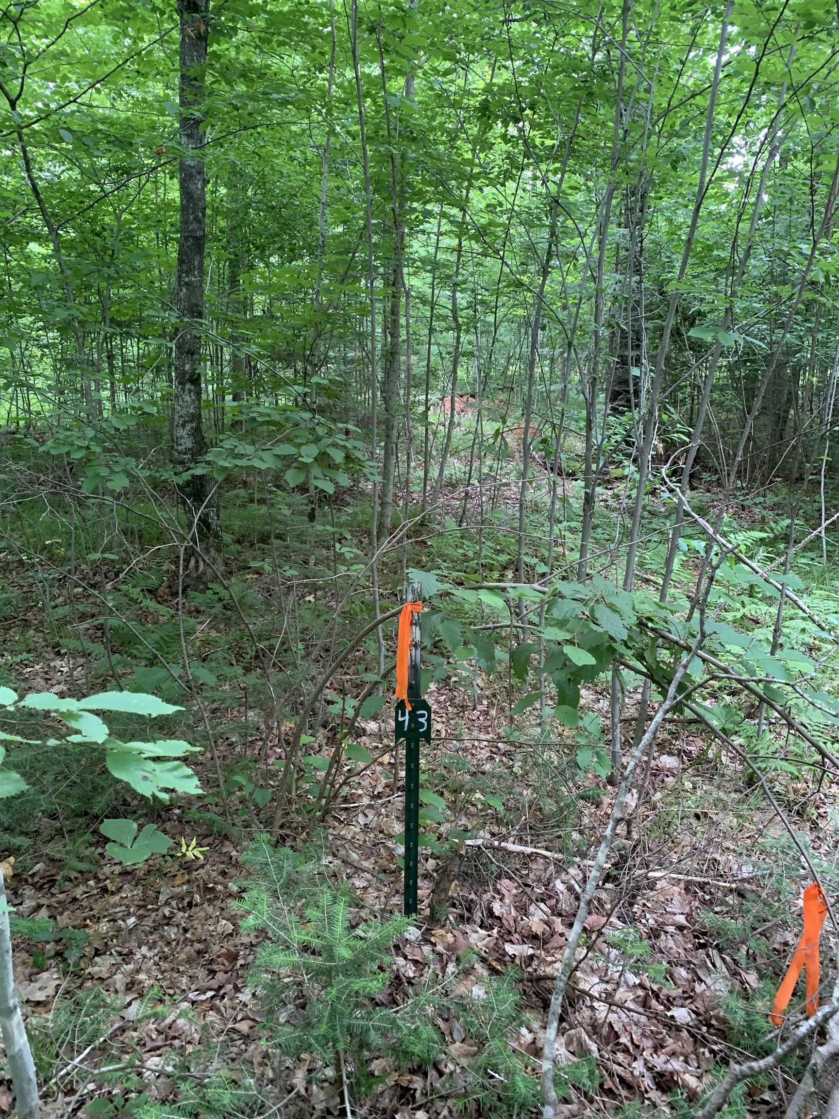 000 Summit Woods Lane Property Photo 3
