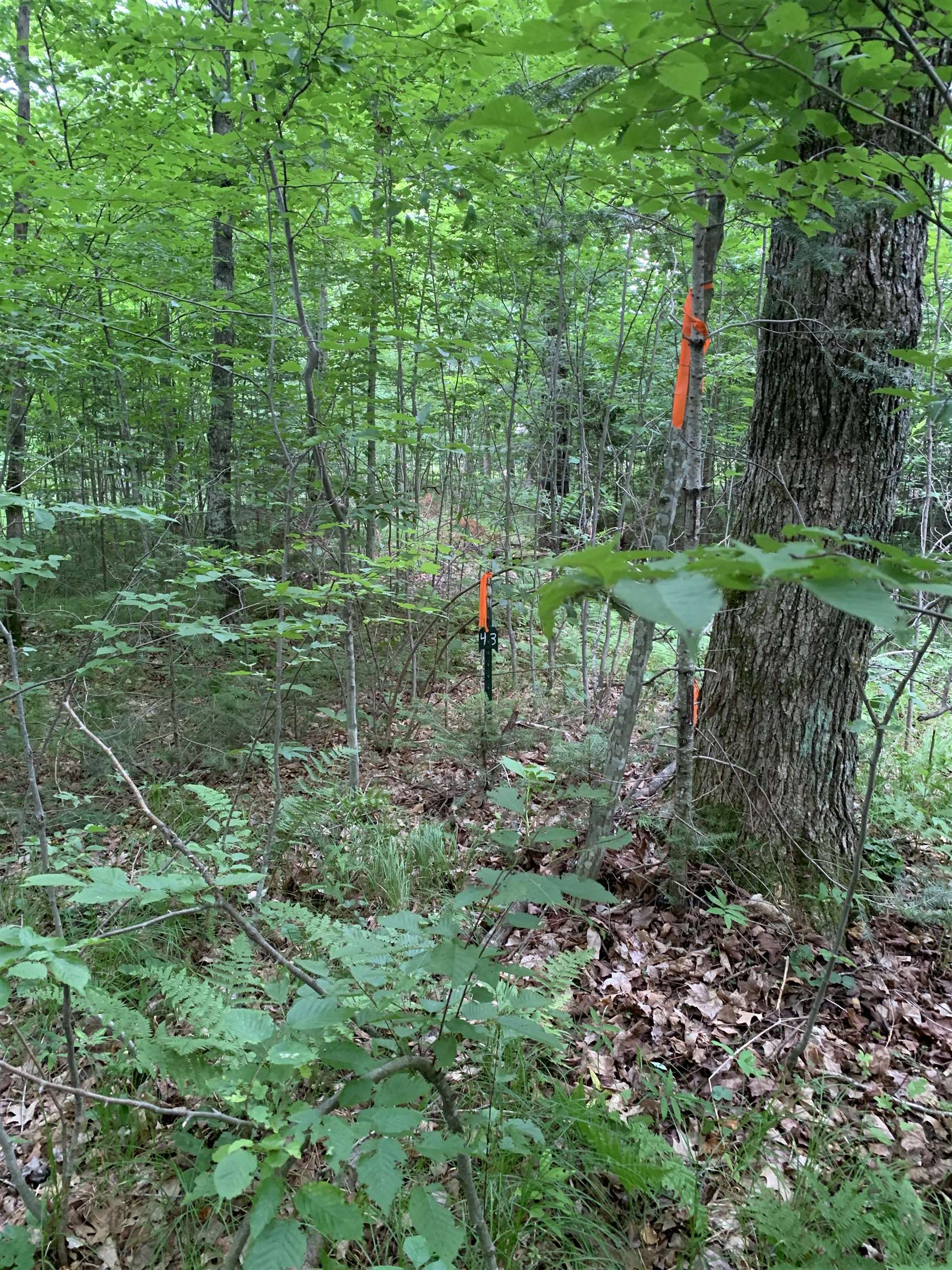000 Summit Woods Lane Property Photo 4