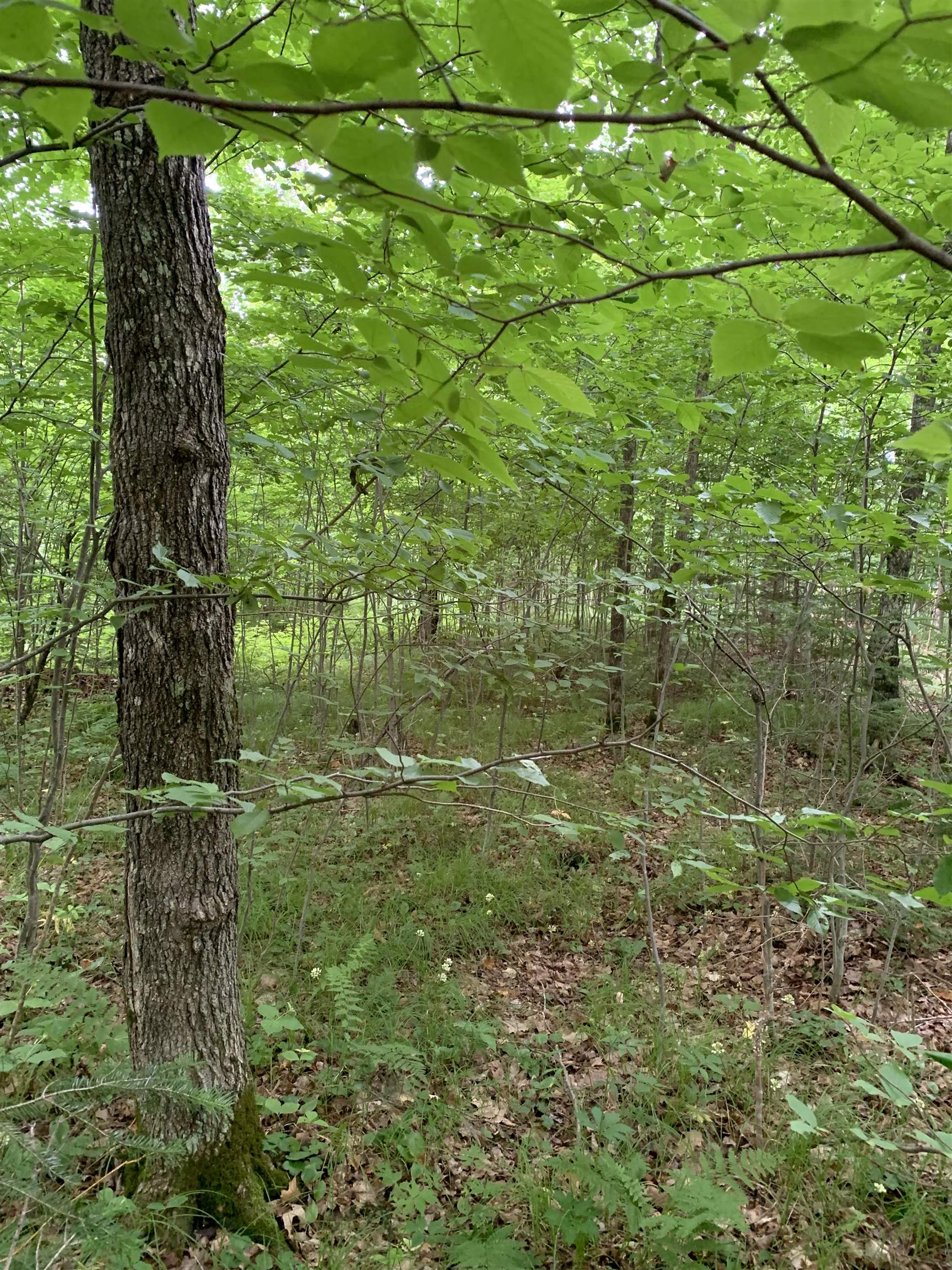 000 Summit Woods Lane Property Photo 6