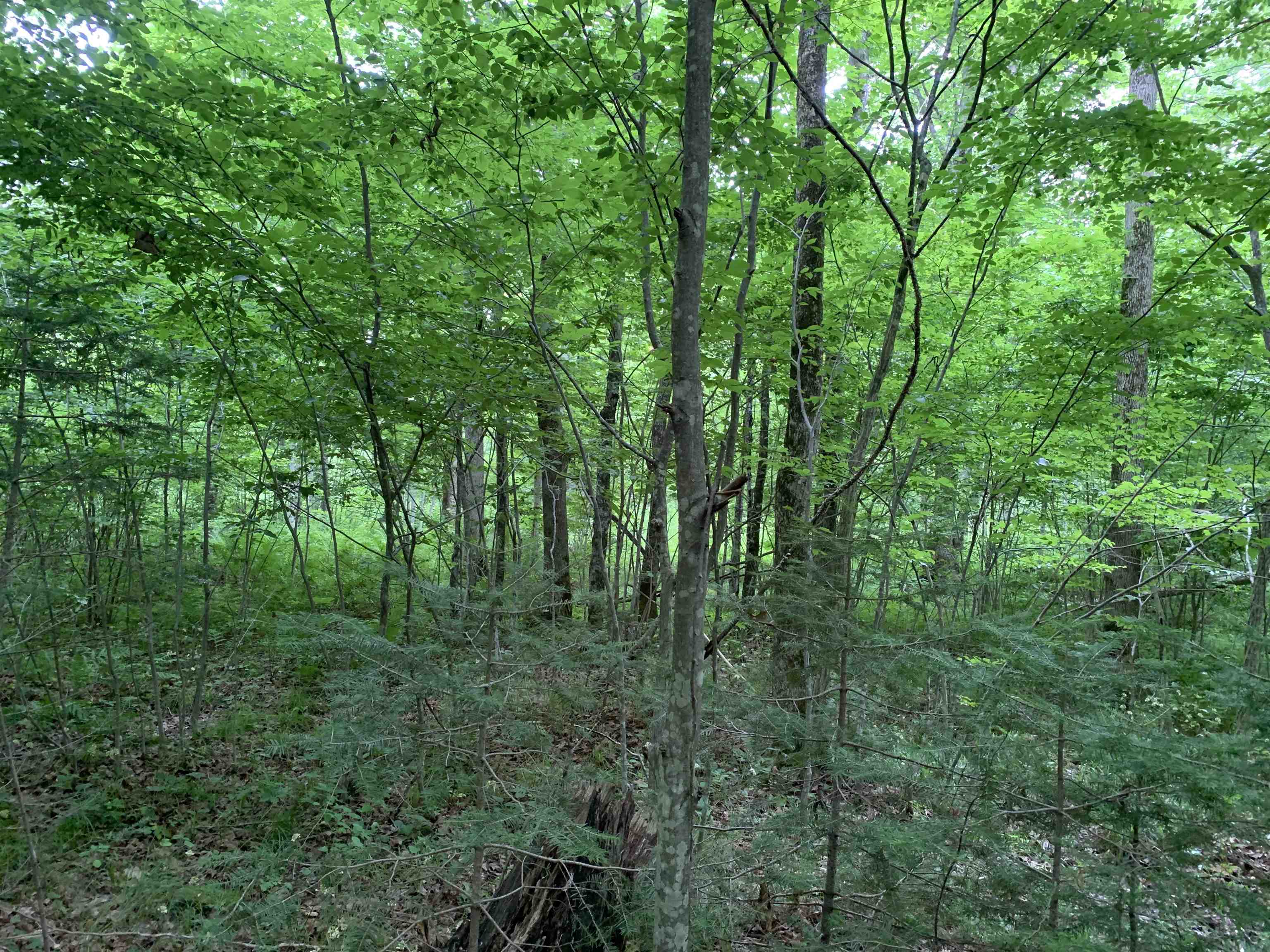 000 Summit Woods Lane Property Photo 9