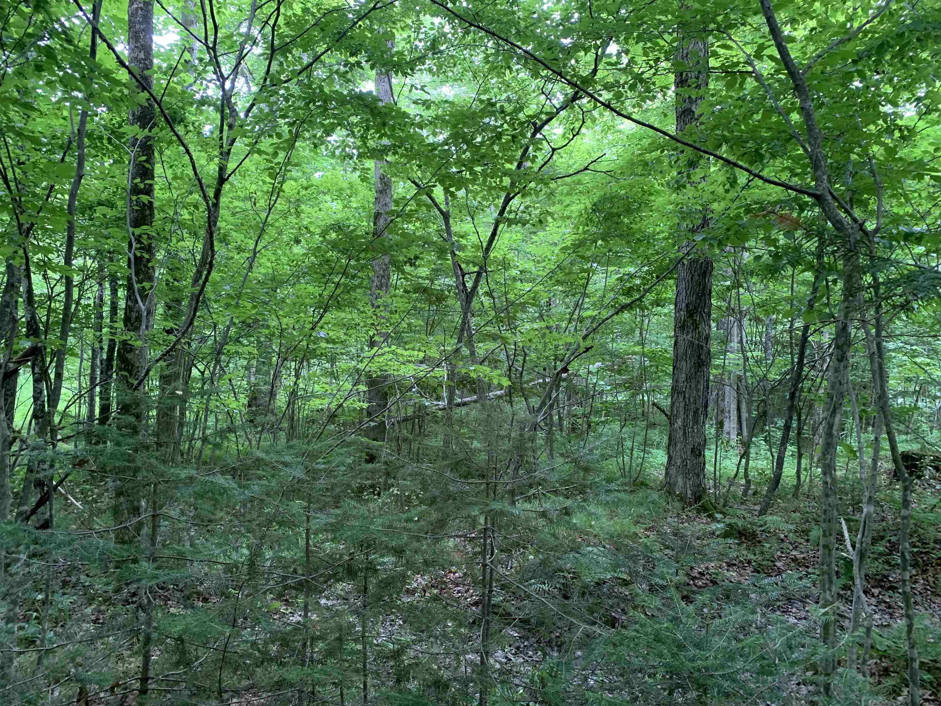 000 Summit Woods Lane Property Photo 10