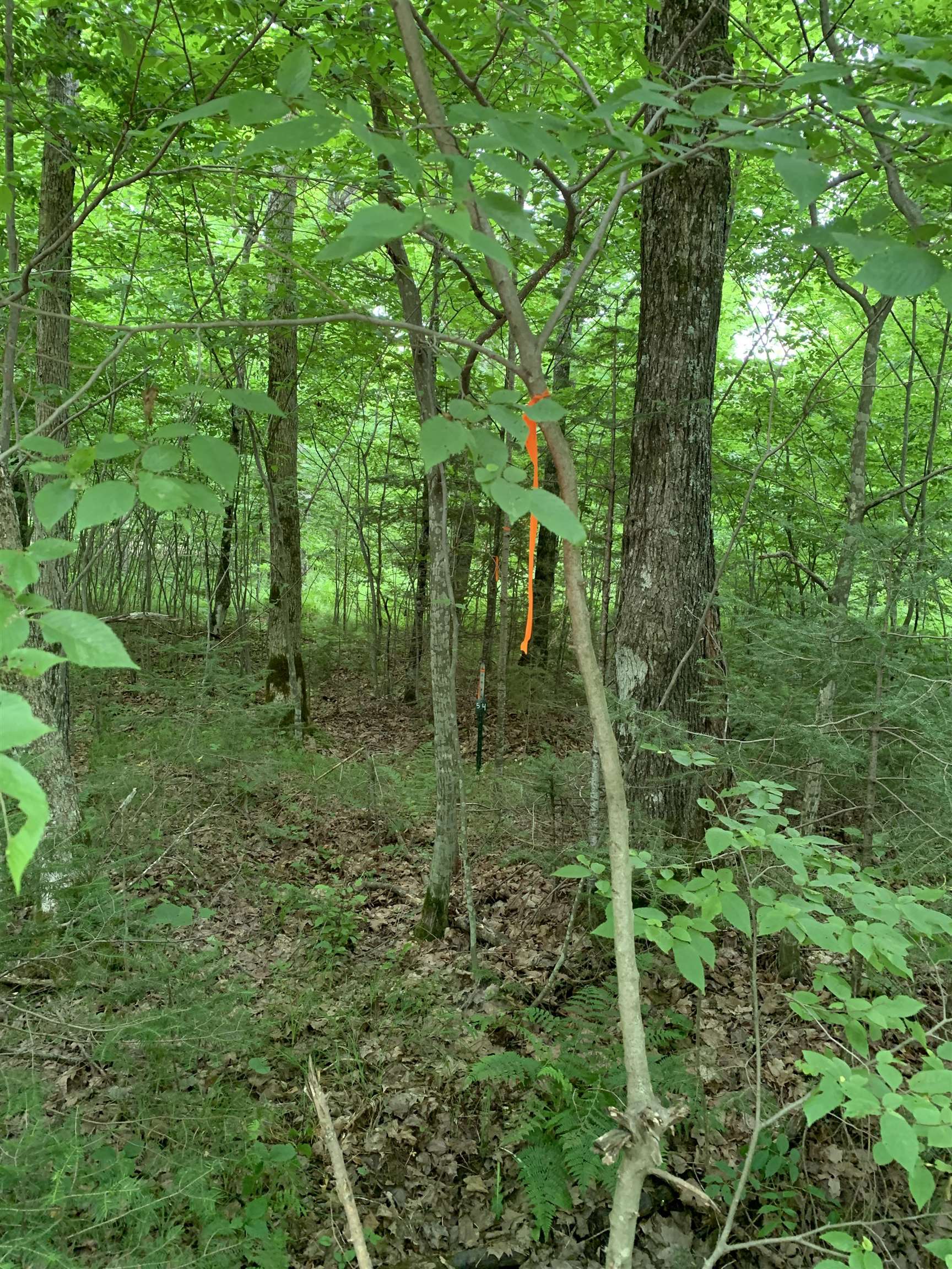 000 Summit Woods Lane Property Photo 12