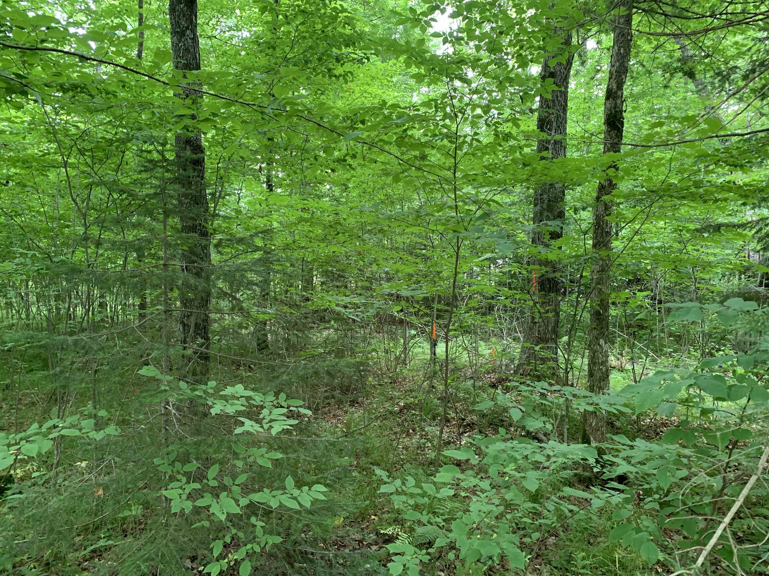 000 Summit Woods Lane Property Photo 14
