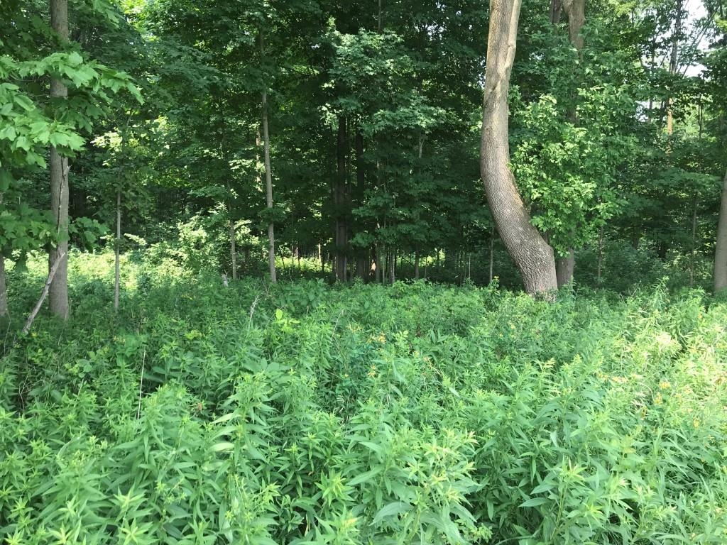 10 Acres Lincoln Drive Property Photo 1