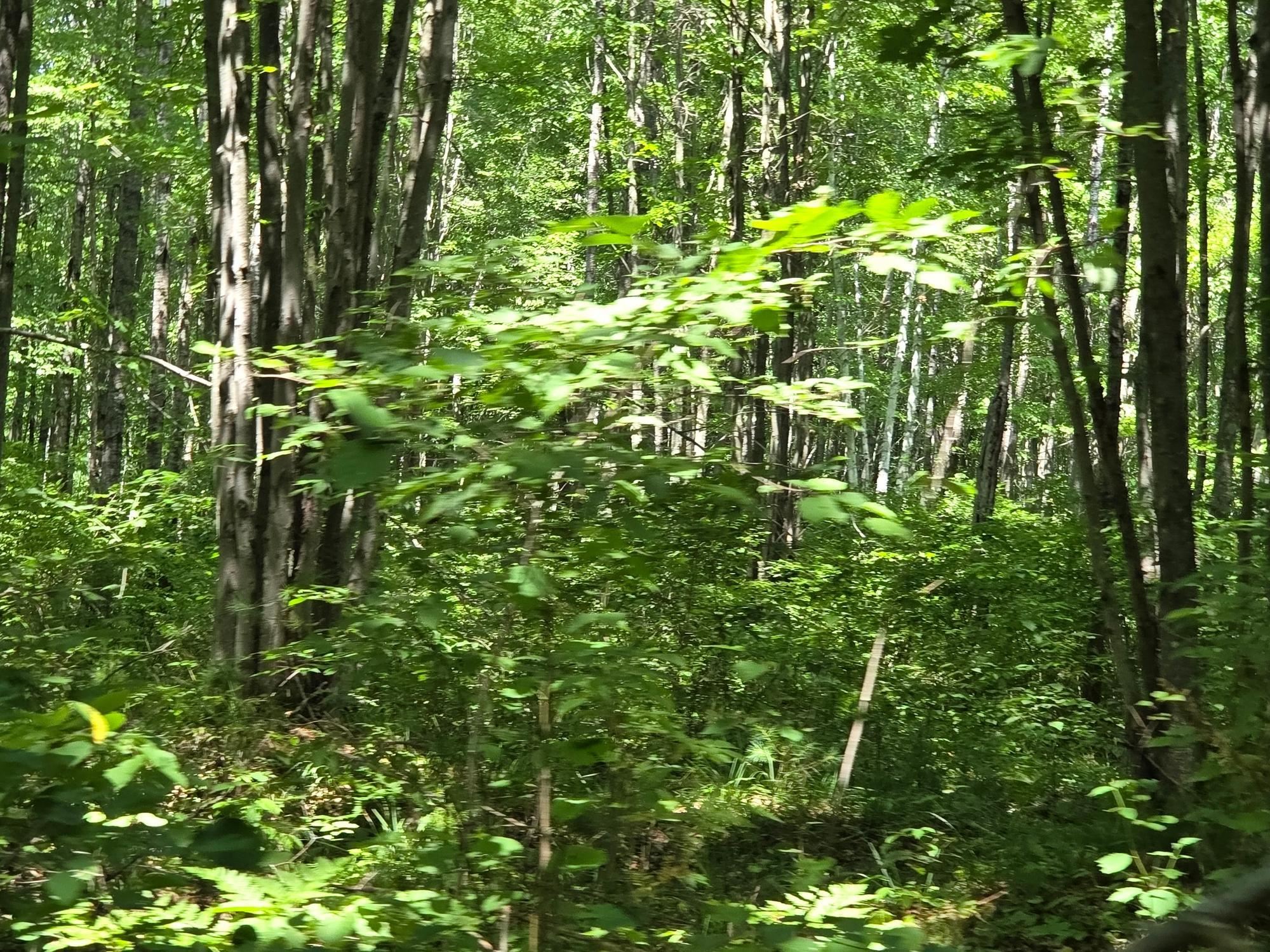 On Oak Ridge Road Property Photo 51