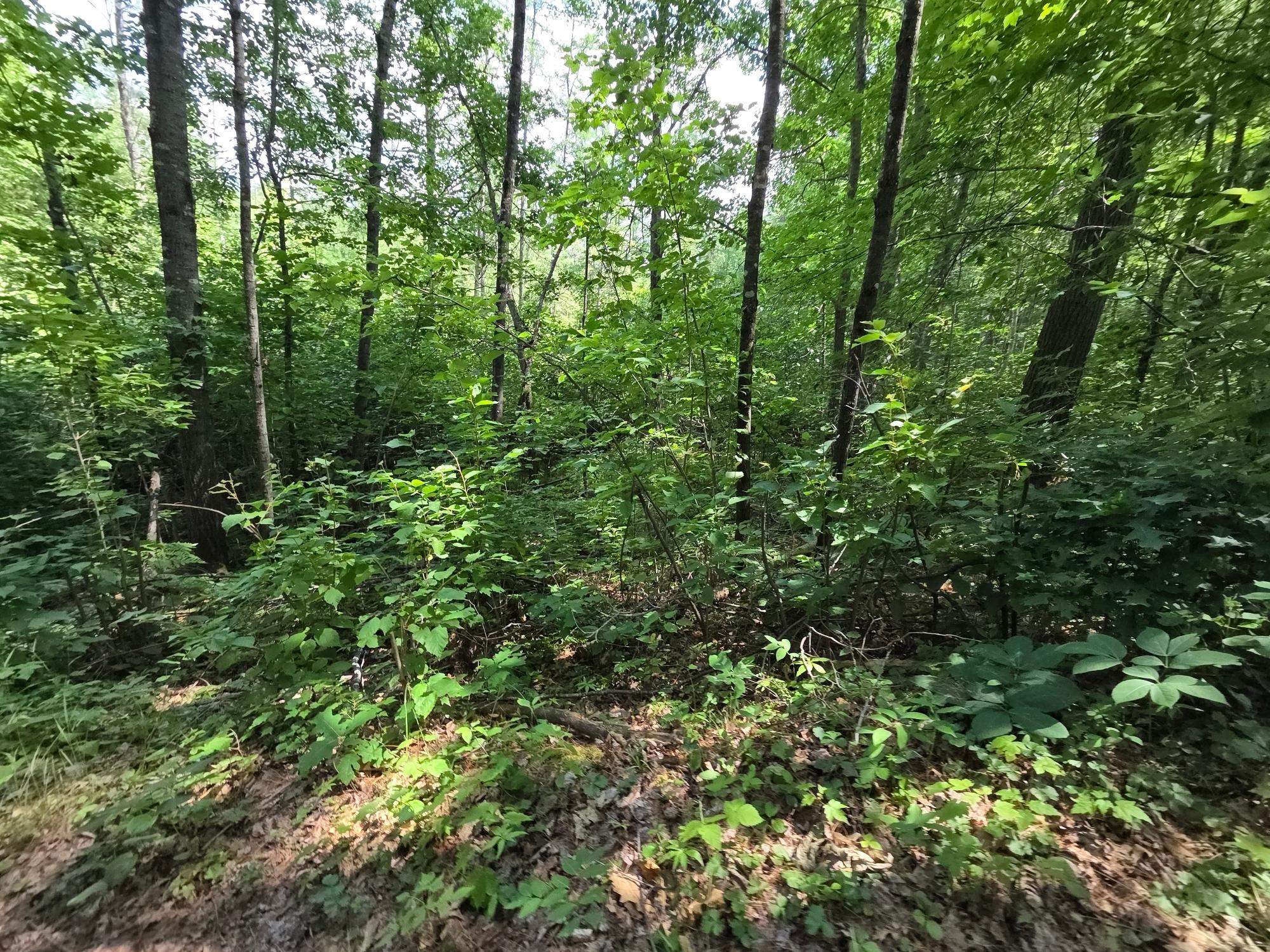 On Oak Ridge Road Property Photo 55