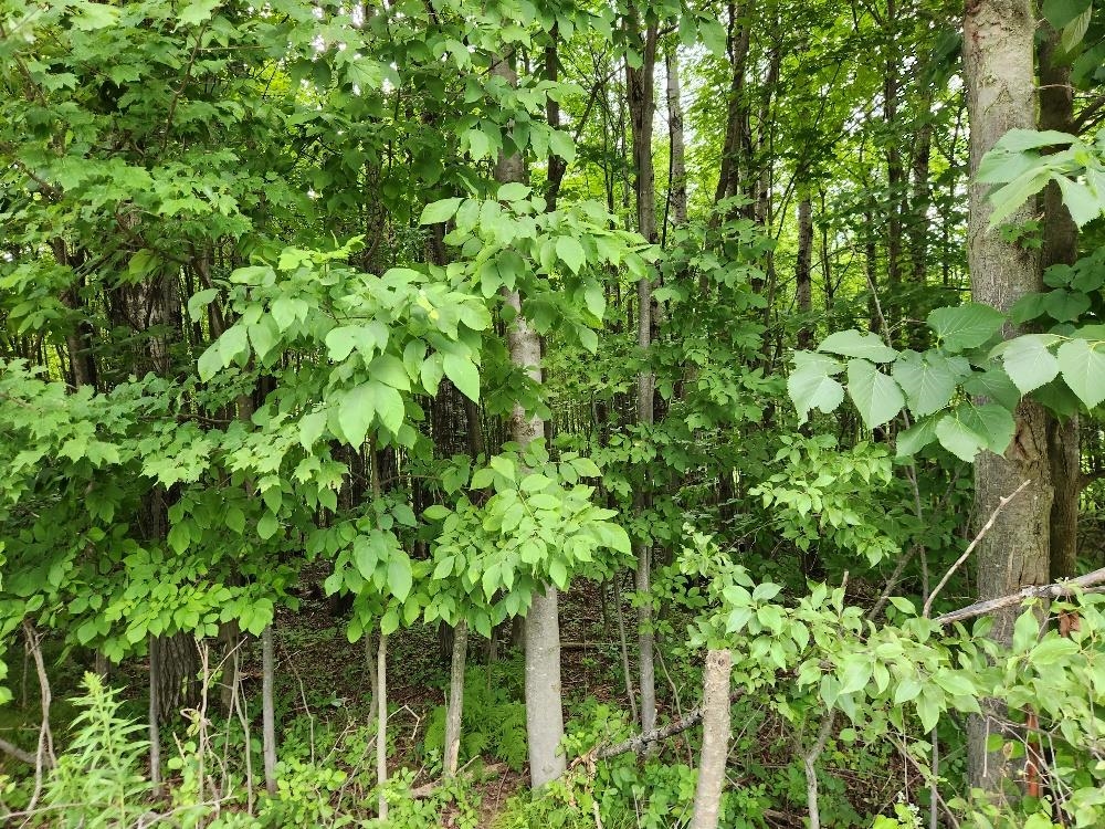 On Dietsch Road Property Photo 10