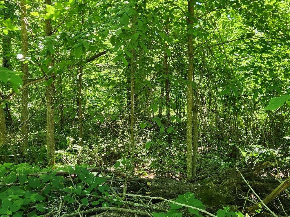 On Dietsch Road Property Photo 24