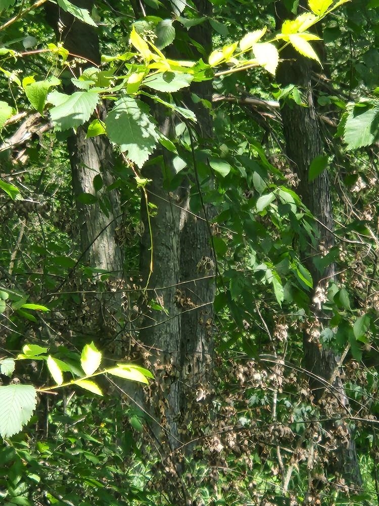 On Dietsch Road Property Photo 27