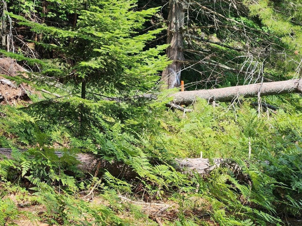On Dr Kate Trail Property Photo 10