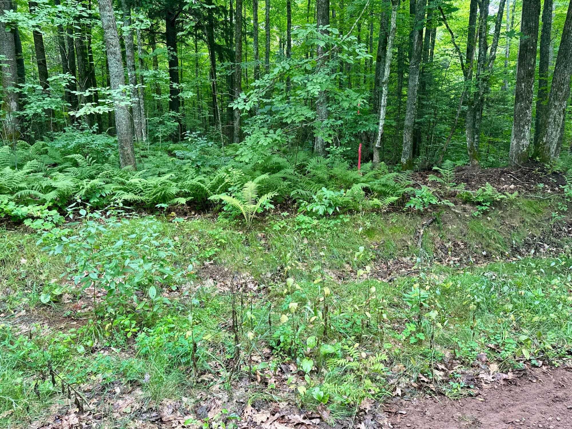 Lot 4 Crane Foot Lake Road Property Photo 6