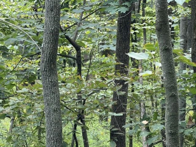16 Acres County Road B Property Photo 8