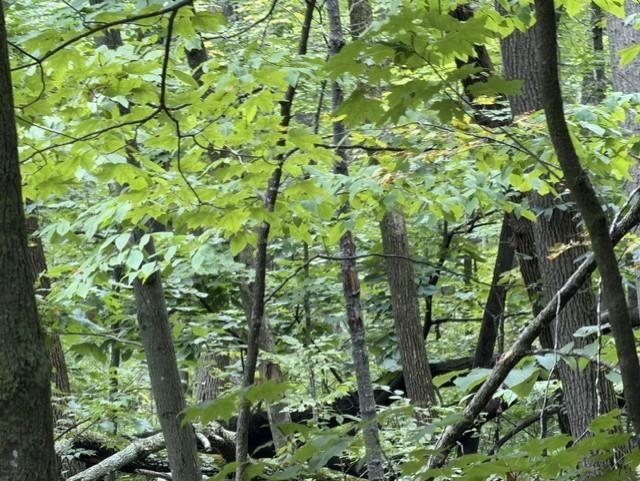16 Acres County Road B Property Photo 9