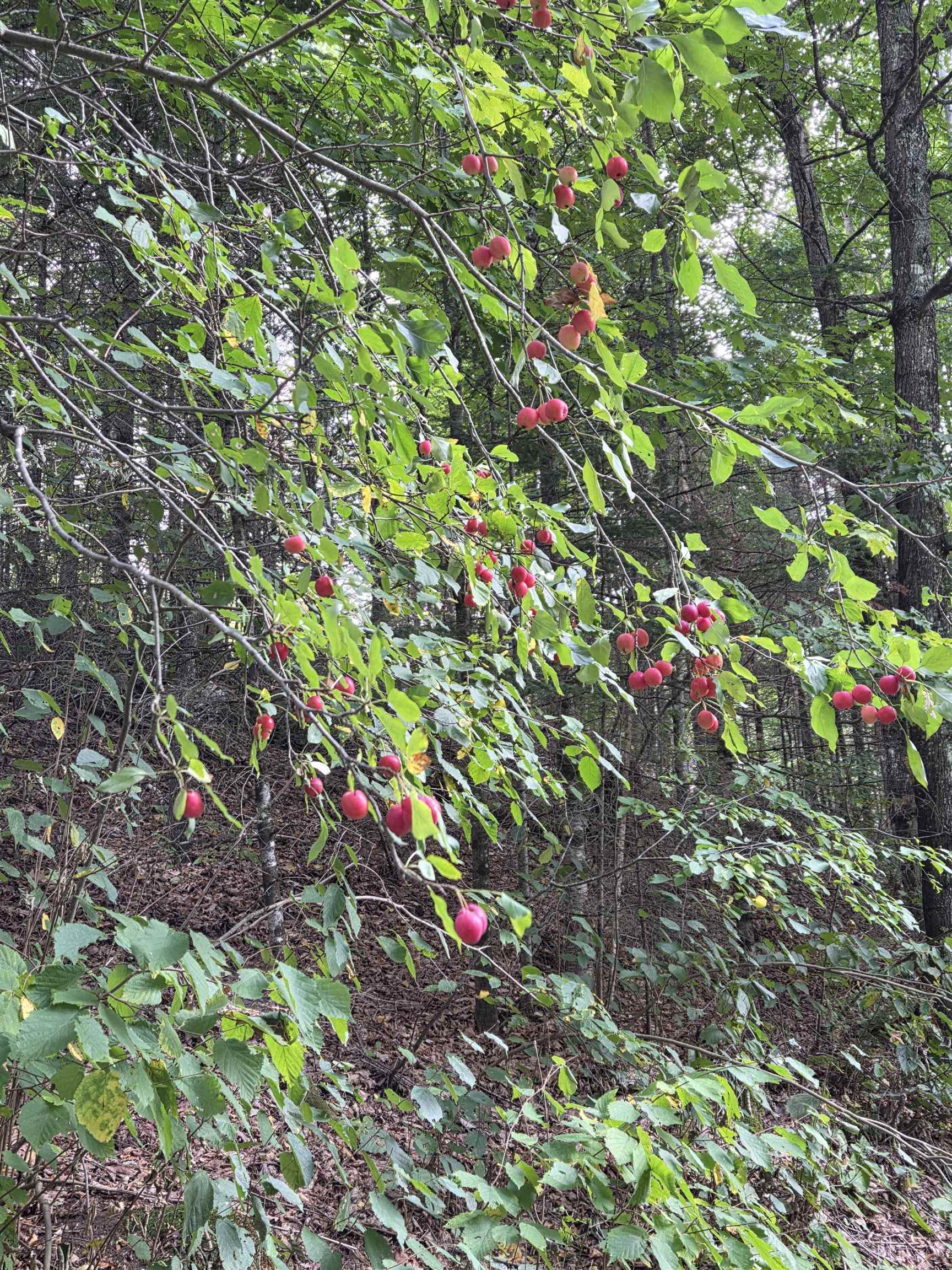 On Figi Road Property Photo 31
