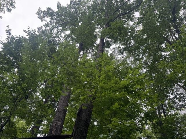 240701 Sawmill Road Property Photo 5