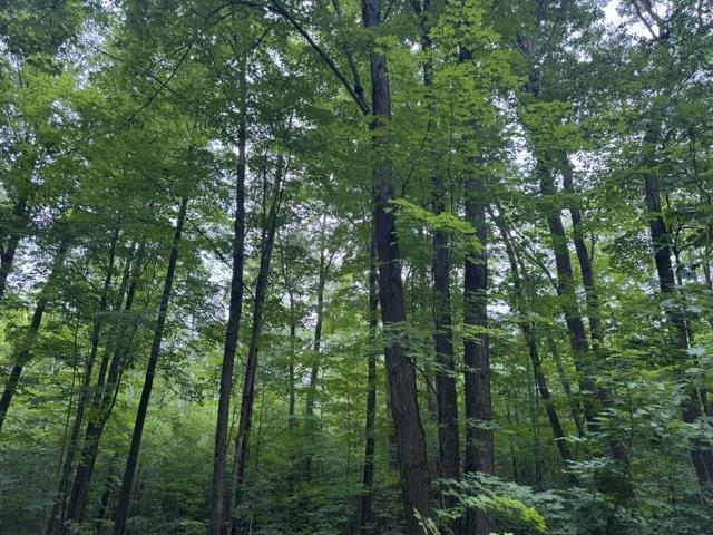 240701 Sawmill Road Property Photo 6
