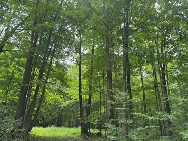 240701 Sawmill Road Property Photo 7