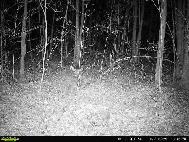 240701 Sawmill Road Property Photo 20