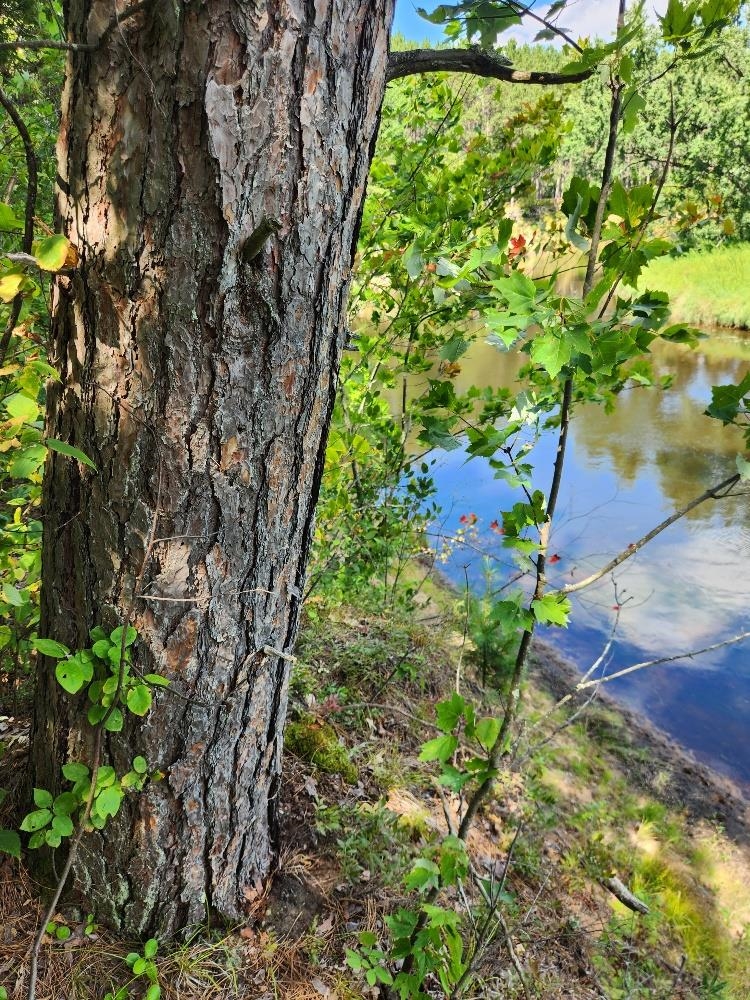 On Prairie Lake Road Property Photo 8