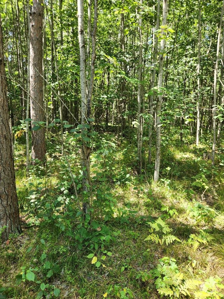On Prairie Lake Road Property Photo 30